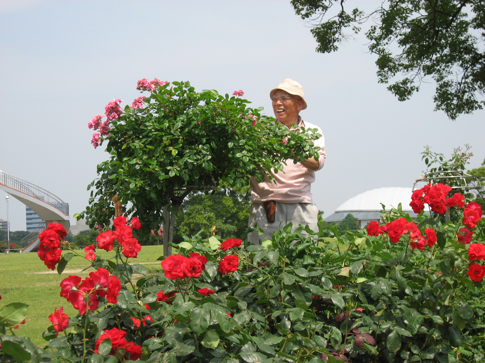 駕与丁バラ園で花がら摘み ばら日和