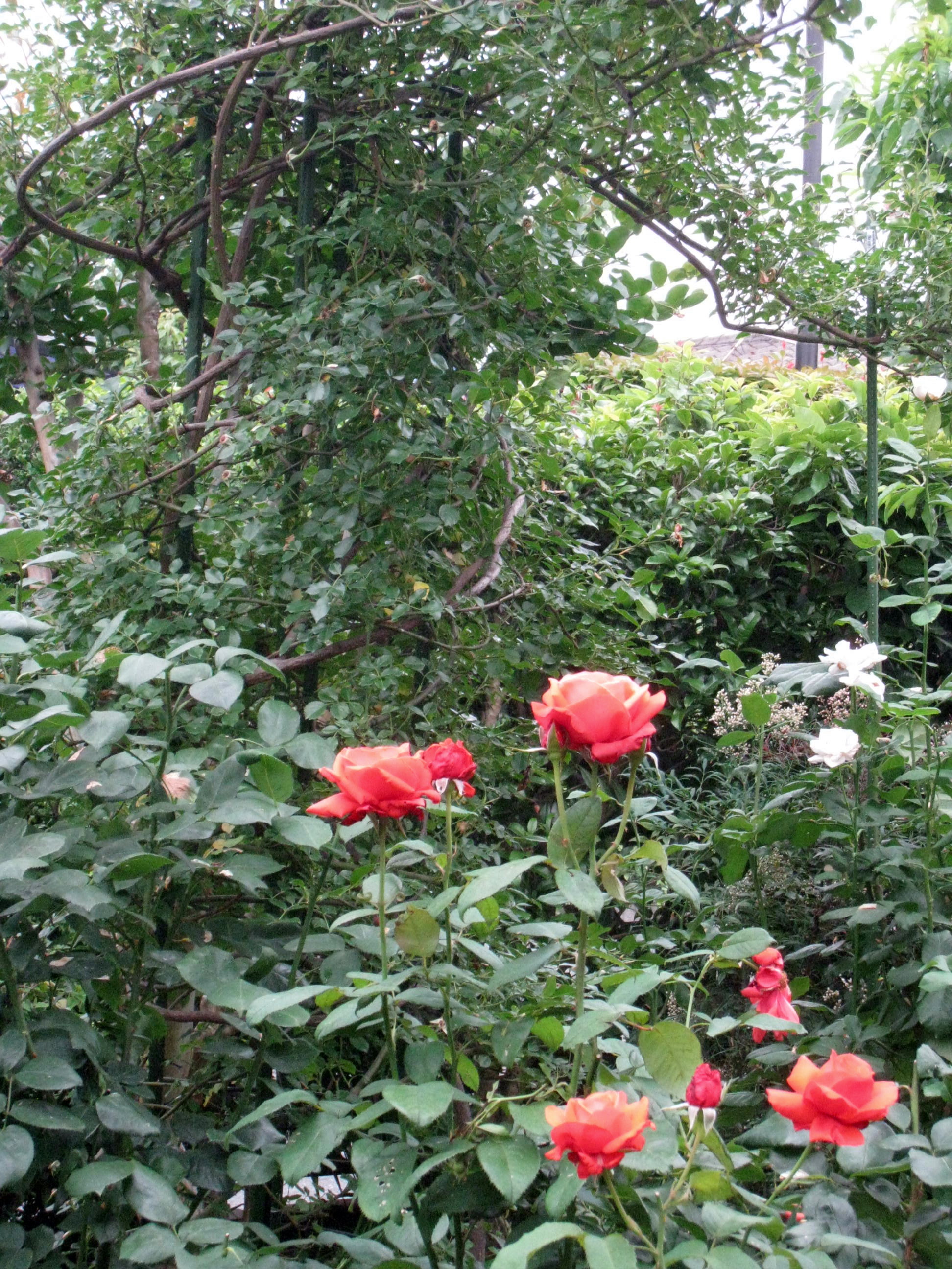 つるバラの花がら摘み ばら日和