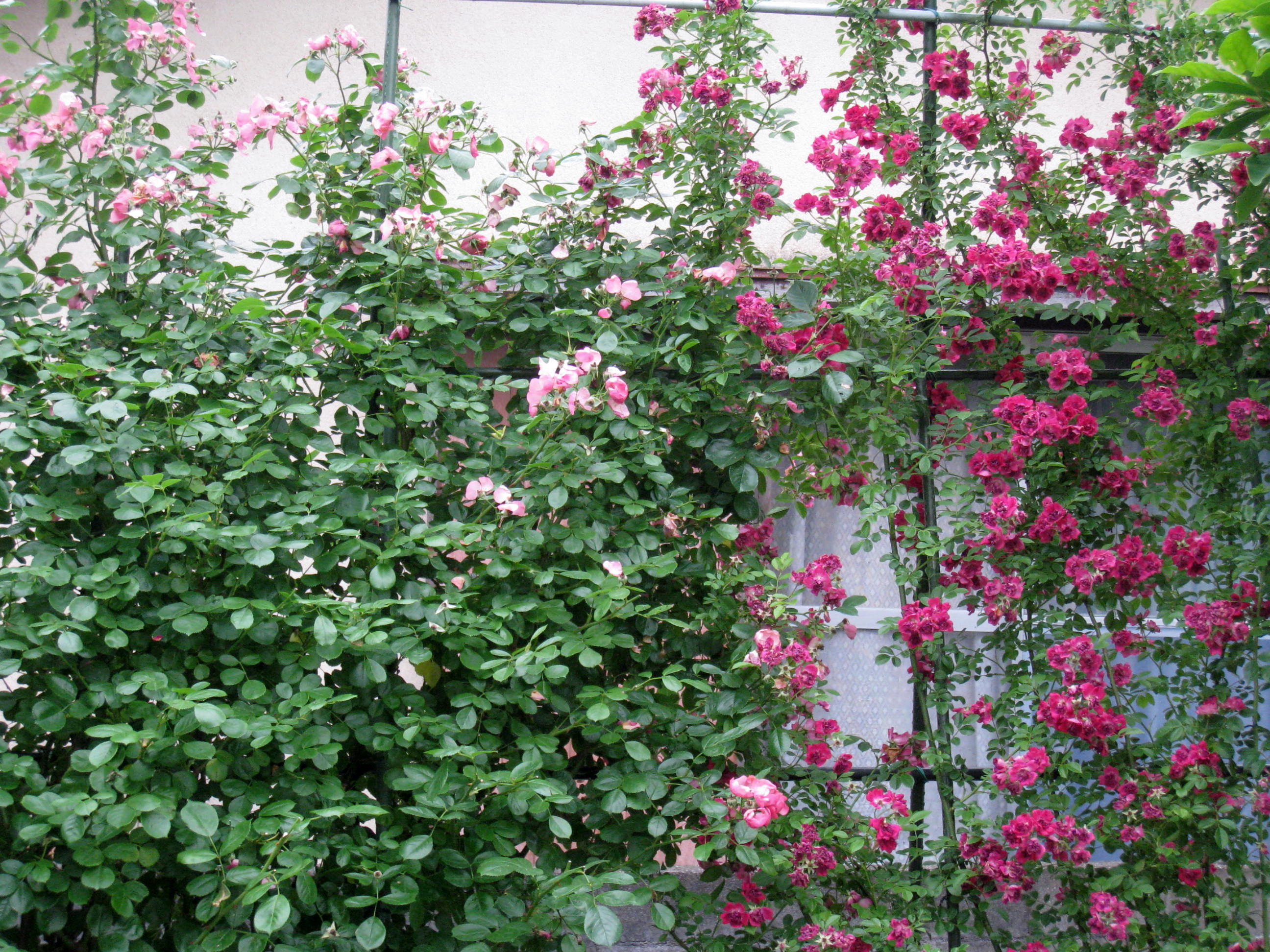 つるバラの花がら摘み ばら日和